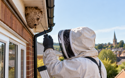 Pest Control in Ashford, Kent: 2026 Costs, Council Rules and Why the Borough Is an Asian Hornet Hotspot
